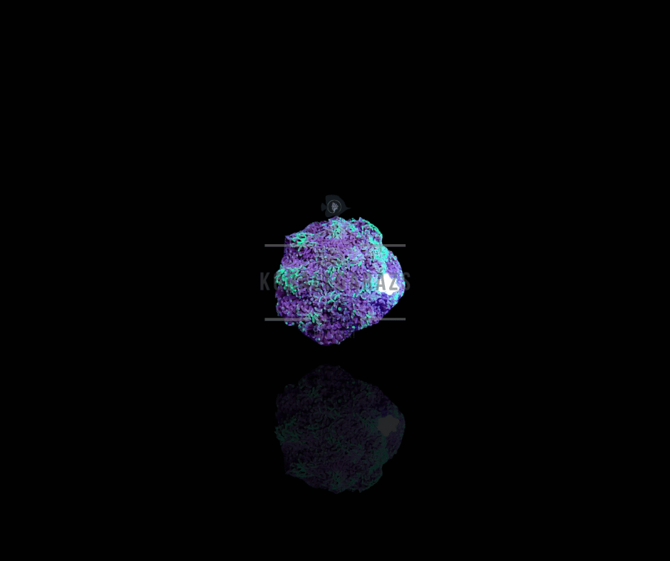 Euphyllia paraancora two tone